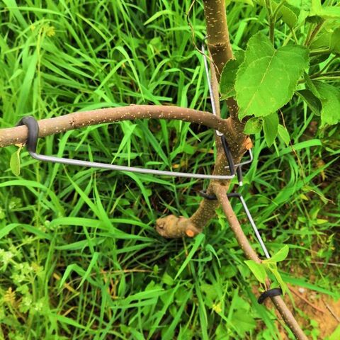 Stainless Steel Branch Spreader for Fruit Trees, Crown Shaping for Apple and Cherry Trees, 12–50 cm